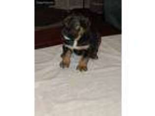 Cane Corso Puppy for sale in Frisco, TX, USA