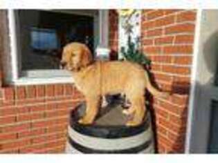 Golden Retriever Puppy for sale in Fort Wayne, IN, USA