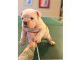 Bulldog Puppy for sale in Everett, WA, USA
