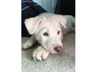 Siberian Husky Puppy for sale in Dexter, MI, USA