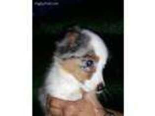 Miniature Australian Shepherd Puppy for sale in Spotsylvania, VA, USA