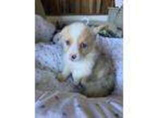 Pembroke Welsh Corgi Puppy for sale in Lowgap, NC, USA