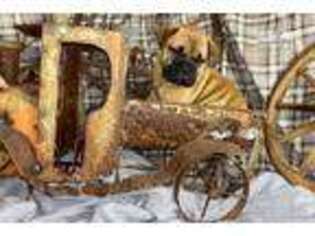 Bullmastiff Puppy for sale in Houston, TX, USA