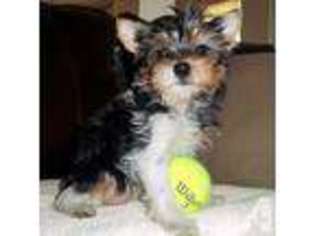 Yorkshire Terrier Puppy for sale in MARION, TX, USA