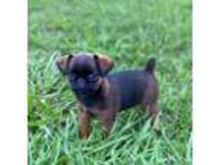 Brussels Griffon Puppy for sale in Florence, AL, USA