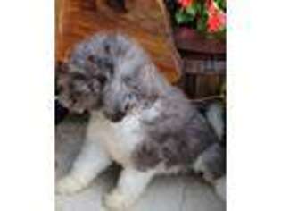 Labradoodle Puppy for sale in Clinton, TN, USA