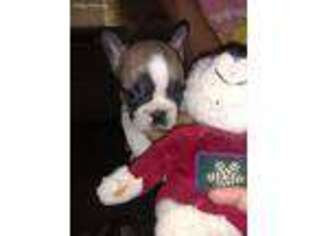 French Bulldog Puppy for sale in Eufaula, OK, USA