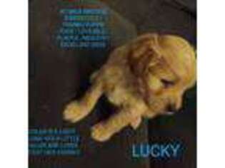 Maltese Puppy for sale in Wichita Falls, TX, USA