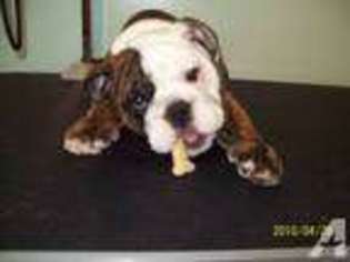 Bulldog Puppy for sale in ROSCOE, IL, USA