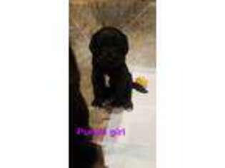 Labradoodle Puppy for sale in West Paducah, KY, USA