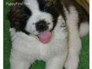 Saint Bernard Puppy for sale in Aurora, CO, USA