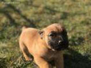 Mastiff Puppy for sale in Tacoma, WA, USA