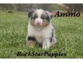Miniature Australian Shepherd Puppy for sale in Clinton, AR, USA
