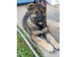 German Shepherd Dog Puppy for sale in Akron, NY, USA