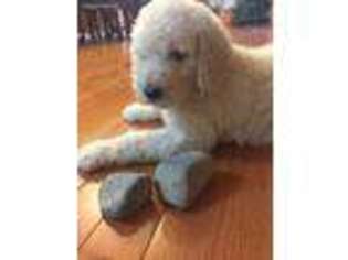 Goldendoodle Puppy for sale in Leicester, NC, USA