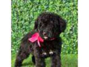 Goldendoodle Puppy for sale in Eagleville, PA, USA