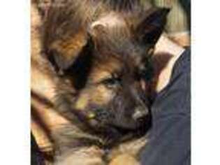 German Shepherd Dog Puppy for sale in Mineral Wells, TX, USA