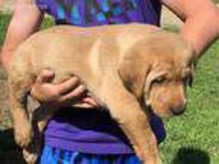 Labrador Retriever Puppy for sale in Richland Center, WI, USA