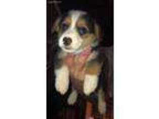 Pembroke Welsh Corgi Puppy for sale in Macon, MO, USA