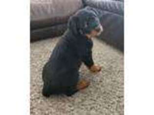 Rottweiler Puppy for sale in Grand Junction, CO, USA