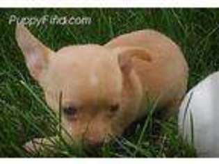 Chihuahua Puppy for sale in Mohnton, PA, USA