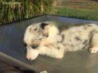 Border Collie Puppy for sale in Quitman, AR, USA