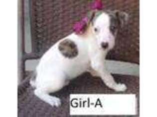 Whippet Puppy for sale in BROOKSVILLE, FL, USA