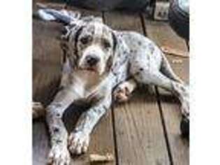 Great Dane Puppy for sale in Jackson, GA, USA