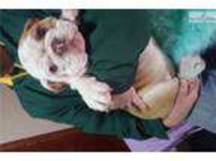 Bulldog Puppy for sale in Boston, MA, USA