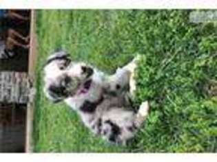 Miniature Australian Shepherd Puppy for sale in Chattanooga, TN, USA