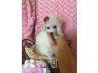 Mutt Puppy for sale in RICHMOND, MO, USA