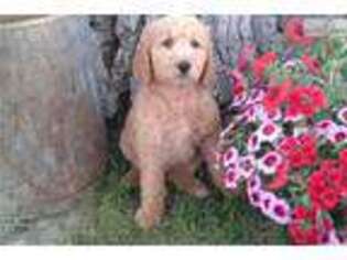 Goldendoodle Puppy for sale in Boise, ID, USA