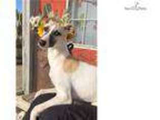 Whippet Puppy for sale in Fort Worth, TX, USA