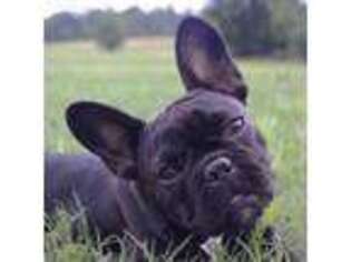French Bulldog Puppy for sale in Griffin, GA, USA