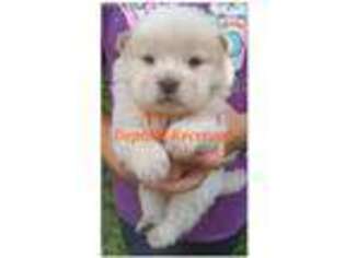 Chow Chow Puppy for sale in Hagerstown, MD, USA
