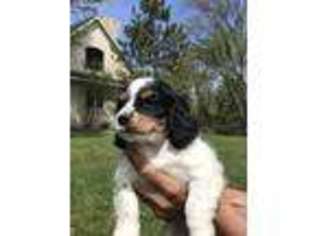 Cavapoo Puppy for sale in Watertown, MN, USA
