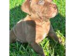 Boerboel Puppy for sale in Poinciana, FL, USA