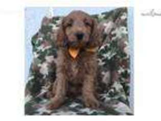 Goldendoodle Puppy for sale in Pequea, PA, USA