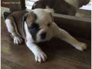 Olde English Bulldogge Puppy for sale in Crescent, IA, USA