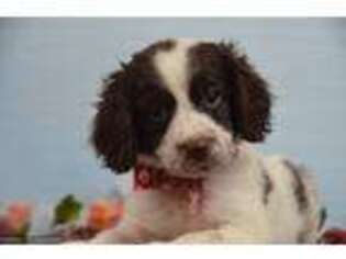 English Springer Spaniel Puppy for sale in East Palestine, OH, USA