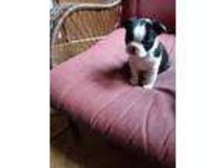 Boston Terrier Puppy for sale in Goshen, NY, USA