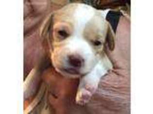 Cavapoo Puppy for sale in Oklahoma City, OK, USA