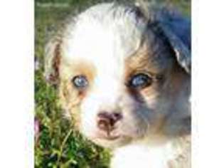 Miniature Australian Shepherd Puppy for sale in Alpine, AL, USA
