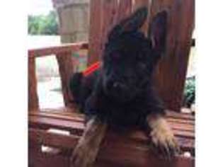 German Shepherd Dog Puppy for sale in Blanco, TX, USA