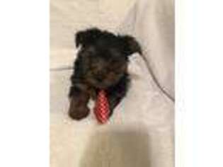 Yorkshire Terrier Puppy for sale in Muldrow, OK, USA