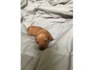 Dachshund Puppy for sale in Howell, NJ, USA