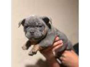 Mutt Puppy for sale in Bellville, TX, USA