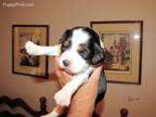 English Springer Spaniel Puppy for sale in Tombstone, AZ, USA