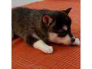 Alaskan Klee Kai Puppy for sale in Antonito, CO, USA