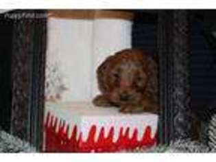 Goldendoodle Puppy for sale in Richland, PA, USA